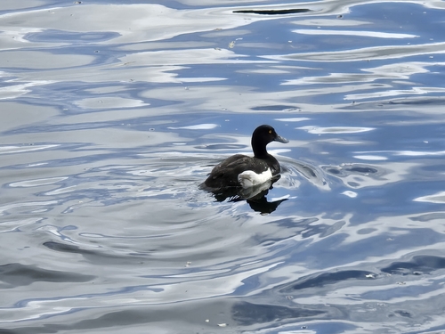 Tufted Duck
