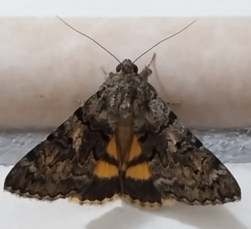 Oak Yellow Underwing