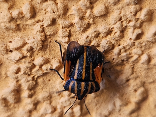 Continental Striped Shield Bug