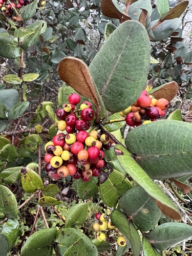 Myrcia subcordata