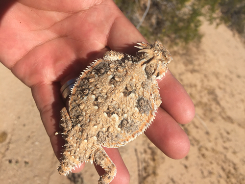 Sonoran Horned Lizard