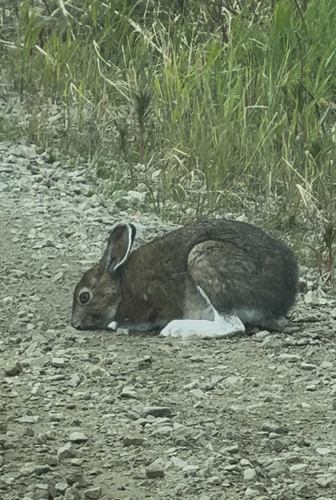 Alaskan Hare observed by zbwildlife