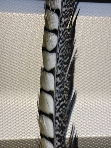 Lady Amherst's Pheasant