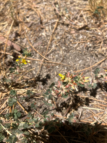 iNaturalist observation photo of Sierra Lotus