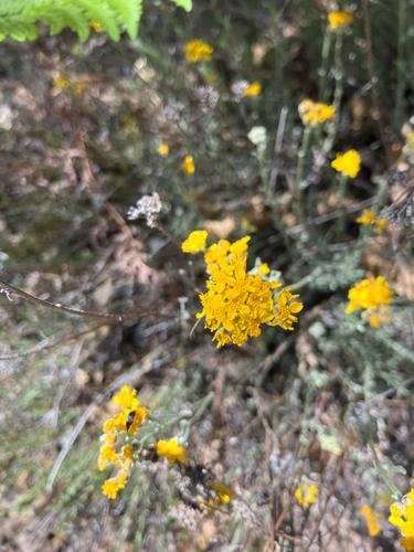 iNaturalist observation photo of Golden Yarrow