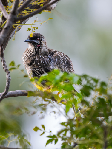 Red Wattlebird