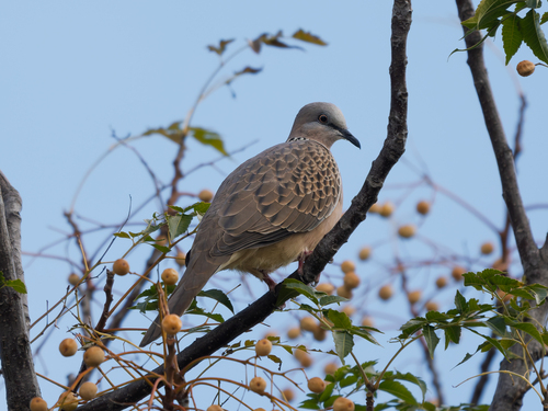 Spotted Dove