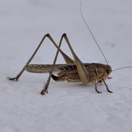 Brown-spotted Bush-cricket