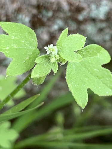 iNaturalist observation photo of hoary bowlesia