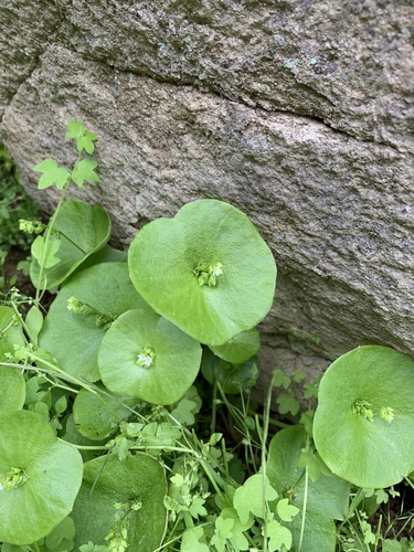 iNaturalist observation photo of miner's lettuce