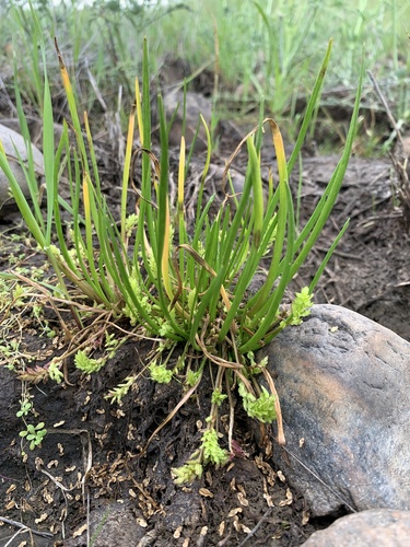 iNaturalist observation photo of flowering-quillwort