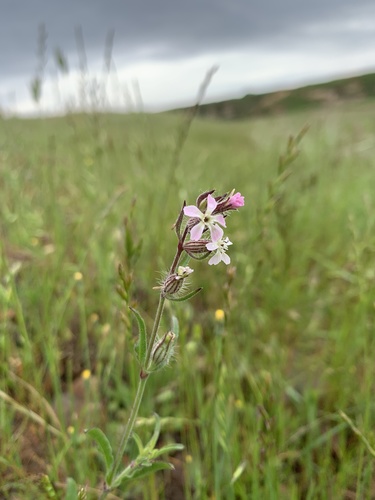iNaturalist observation photo of Small-flowered Catchfly