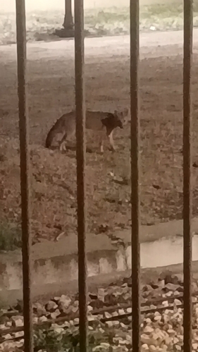 Crab-eating Fox