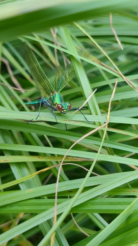 Banded Demoiselle