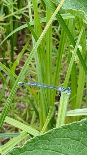 Blue Featherleg
