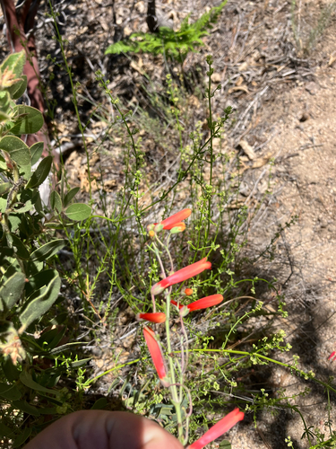 iNaturalist observation photo of beardtongues