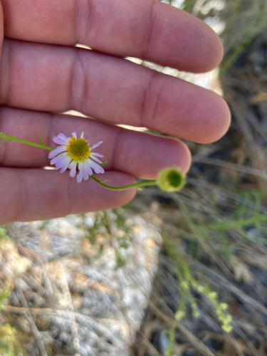 iNaturalist observation photo of Leafy Fleabane
