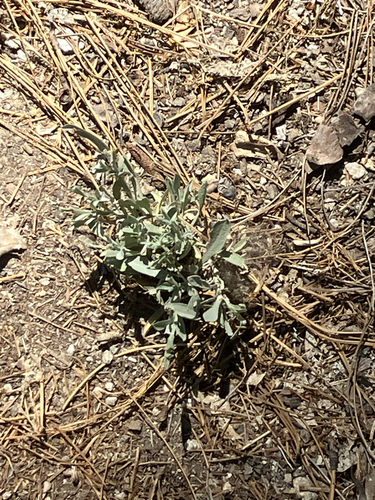 iNaturalist observation photo of Dicots