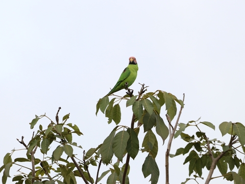 Blossom-headed Parakeet
