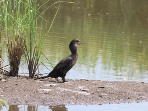 Indian Cormorant