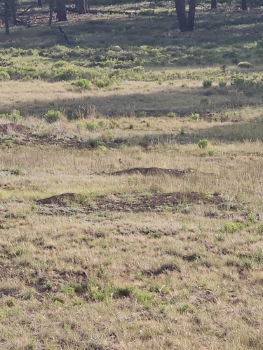 Utah Prairie Dog observed by aselo