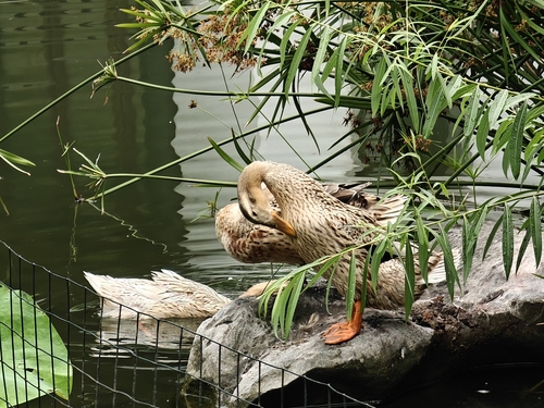Mallard