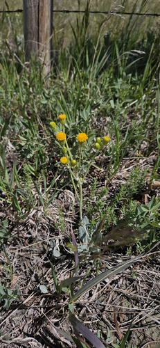 woolly groundsel
