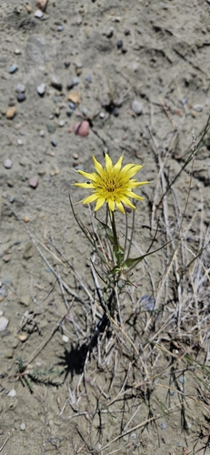 Yellow Salsify