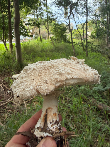 Chlorophyllum nothorhacodes