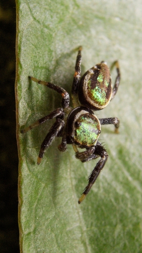 Messua limbata