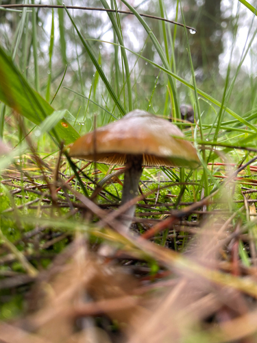 Psilocybe subaeruginosa