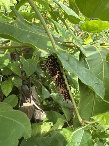 Golden Birdwing