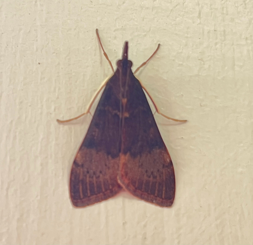 Tree Lucerne Moth