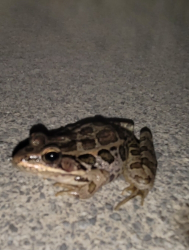 Pickerel Frog