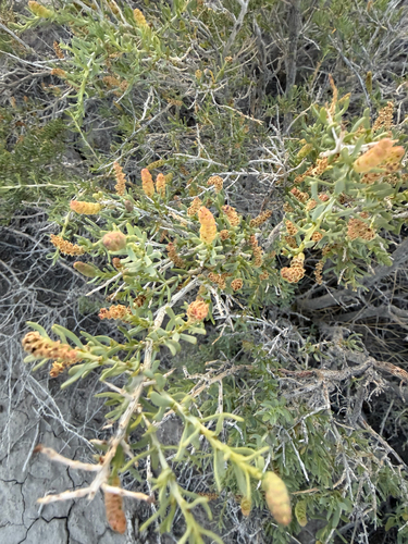 Greasewood
