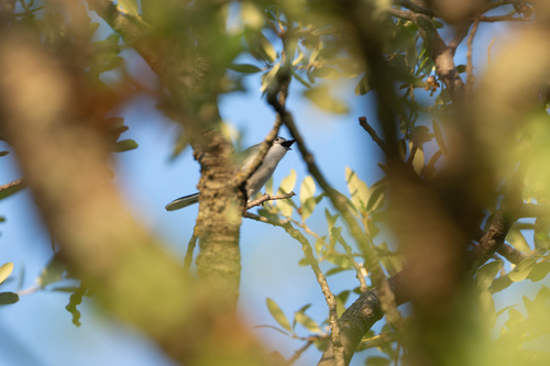 Blue-gray Gnatcatcher