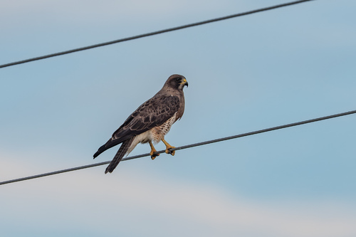 Swainson's Hawk