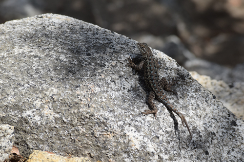 iNaturalist observation photo of Spiny Lizards