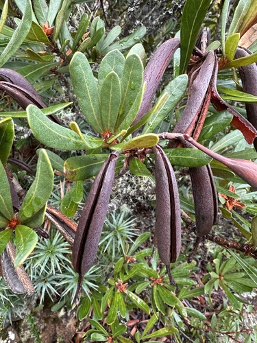 Tasmanian Waratah