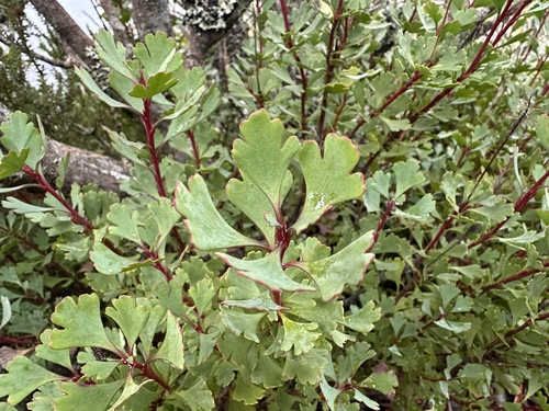 Mountain Rocket