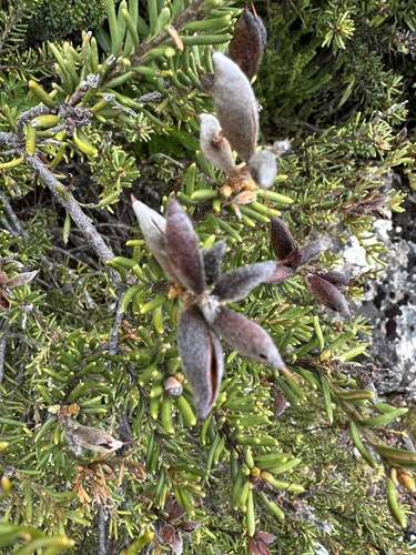 narrow-leaf orites