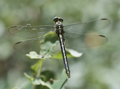 Pronged Clubtail