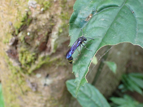 Eustenogaster nigra