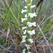 Summer Ladies' Tresses - Photo (c) Marcos Perille Seoane, all rights reserved, uploaded by Marcos Perille Seoane