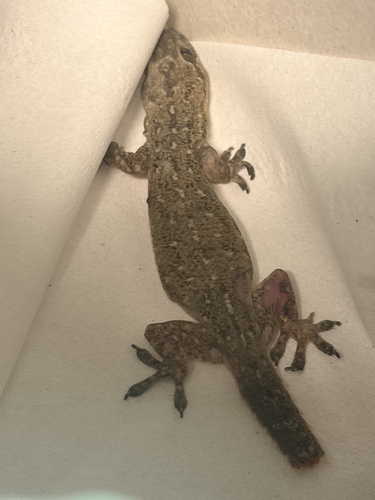 Indo-Pacific House Gecko