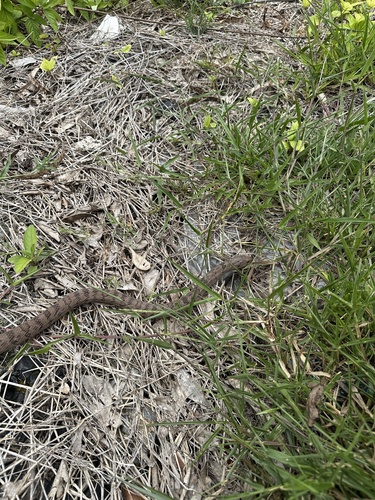 Small-banded Kukri Snake