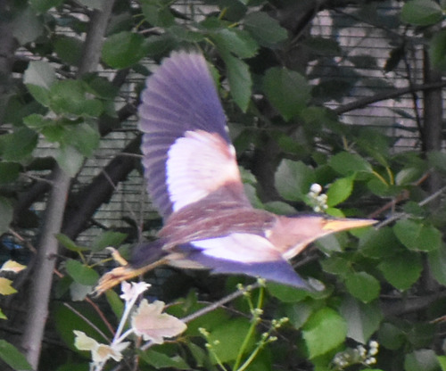 Little Bittern