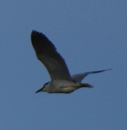 Black-crowned Night Heron