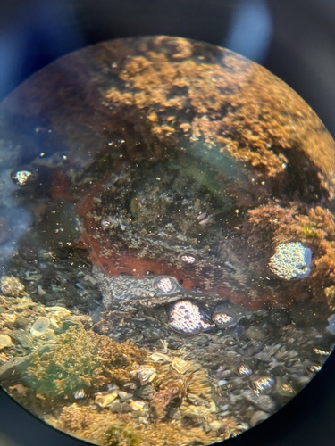 Common Sydney Octopus