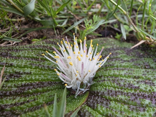 Coastal Hedgehog Lily